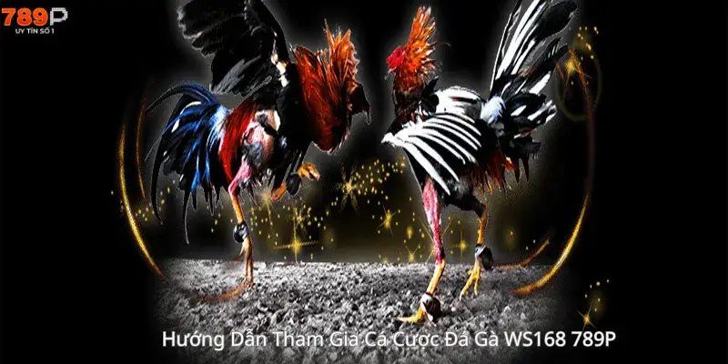 Hướng Dẫn Tham Gia Cá Cược Đá Gà WS168 789P
