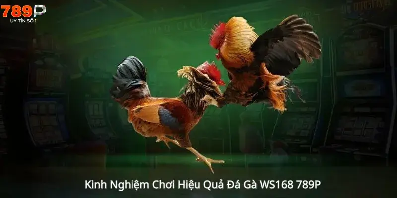 Kinh Nghiệm Chơi Hiệu Quả Đá Gà WS168 789P