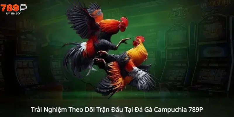Trải Nghiệm Theo Dõi Trận Đấu Tại Đá Gà Campuchia 789P